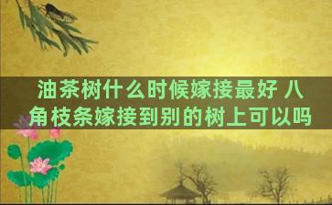 油茶树什么时候嫁接最好 八角枝条嫁接到别的树上可以吗